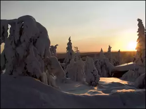 Ośnieżone, Słońca, Drzewa, Zachód