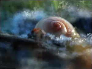 Muszelka, Bokeh, Otulona, Śniegiem