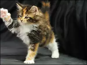 Maine Coon, Łapki