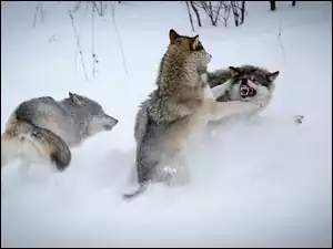 Zima, Wilki, Walka