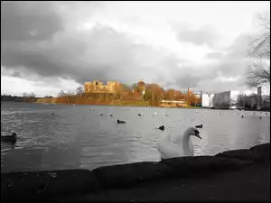 Czerń, Pałac, Linlithgow, Jezioro, Biel, Szkocja, Łabędź