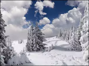 Zima, Świerki, Góry, Ośnieżone
