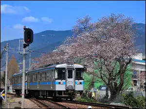 Drzewa, Pociąg, Japonia