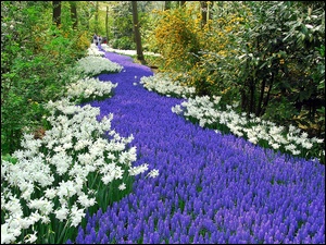 Park, Narcyzy, Kwitnące, Szafirki