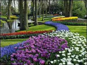 Kwitnące, Szafirki, Park, Spacerowicze, Rzeczka, Tulipany