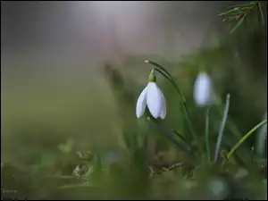 Kwiaty, Przebiśniegi, Białe