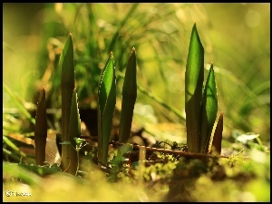 Młode, Wiosna, Liście, Tulipanów