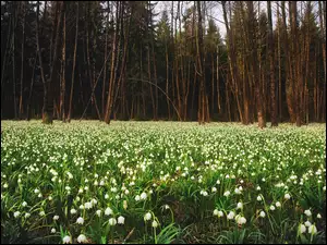 Przebiśniegi, Las