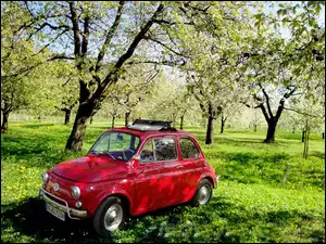 Trawa, Fiat 500, Sad