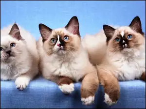 Ragdoll, Trzy, Kotki