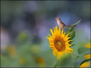 Makro, Słonecznik, Ptaszek