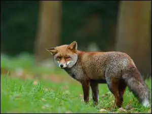 Las, Lisek, Łąka