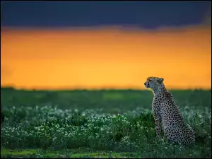 Gepard, Trawy