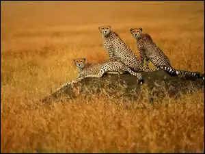 Trawa, Gepardy, Sawanna