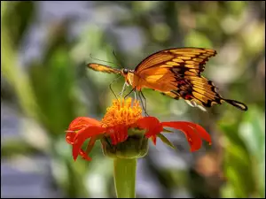 Aksamitka, Motyl