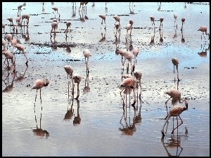 Flamingi, Woda