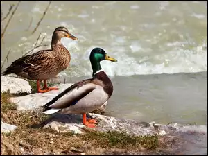 Woda, Dwie, Kaczki