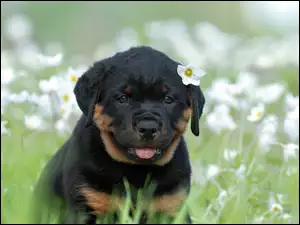 Szczeniak, Kwiaty, Rottweiler, Łąka