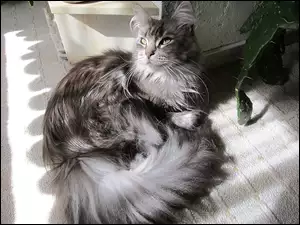 Kotek, Maine Coon