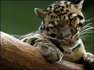Ocelot
