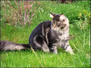 Trawa, Kotek, Maine Coon