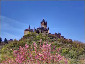 Wzgórze, Kwitnące, Zamek, Drzewo, Reichsburg, Wiosna