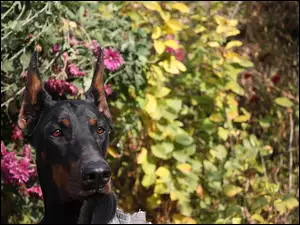 Doberman