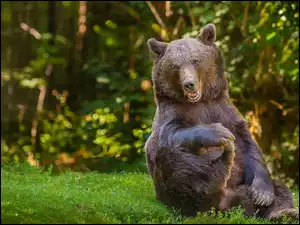 Łąka, Siedzący, Niedźwiedź
