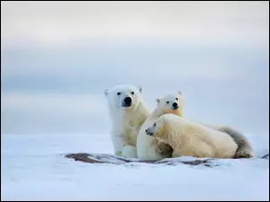 Śnieg, Niedźwiedzie, Polarne
