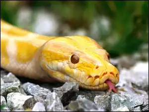 Wąż