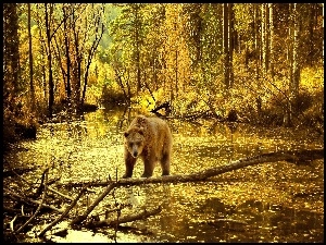 Rzeka, Światło, Niedzwiedz, Jesień, Brunatny, Las