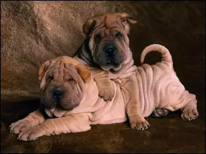 Shar Pei, dwa, słodkie