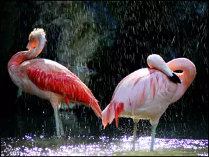 Deszcz, Dwa, Flamingi