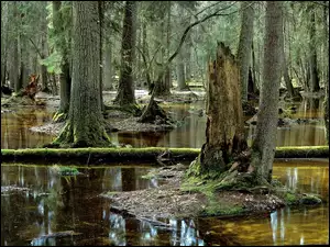 Białowieska, Las, Mchy, Bagno, Puszcza