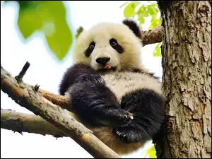 Gałęzie, Panda, Pień