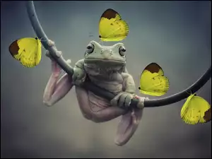Motylki, Żaba, Żółte, Żabka, Motyle