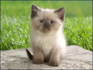 Kotek