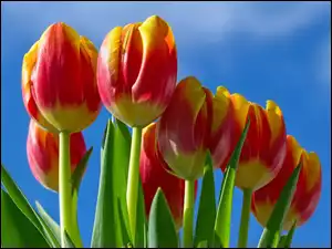 Bukiet, Tulipanow
