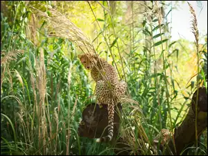 Trawa, Gepard, Drzewo