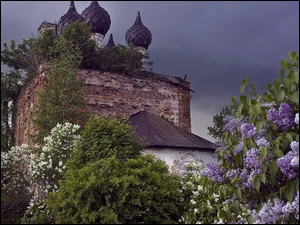 Zrujnowana, Bzu, Cerkiew, Krzewy