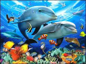 Rafa, Delfiny, Koralowa, Rybki