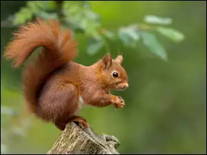 Pień, Ruda, Wiewiórka
