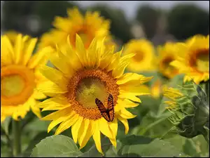 Motyl, Kwiaty, Sloneczniki