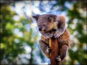 Koala, Drzewo