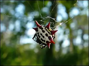 Egzotyczny, Cancriformis, Pająk, Gasteracantha
