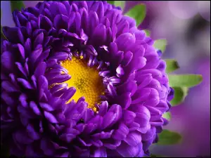 Fioletowy, Aster