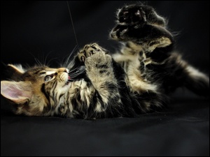 Maine coon, Leżący, Kot