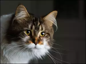 Maine coon, Kot, Piękny