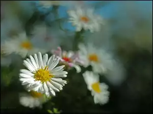 Kwiaty, Astry, Białe