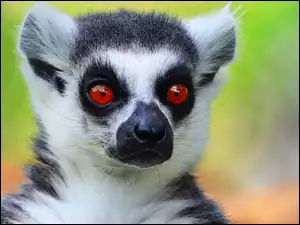 lemur